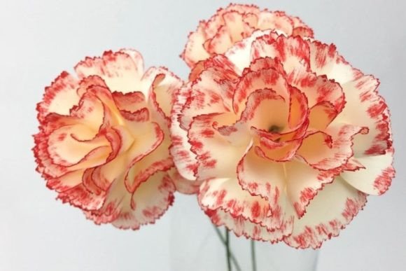 Carnation Paper Flower 3D SVG for Local Business Branding